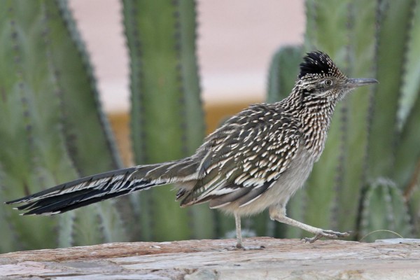 Roadrunner, Southeast Arizona, Arizona, Arizona Nature Tour, Arizona Birding Tour, Naturalist Journeys