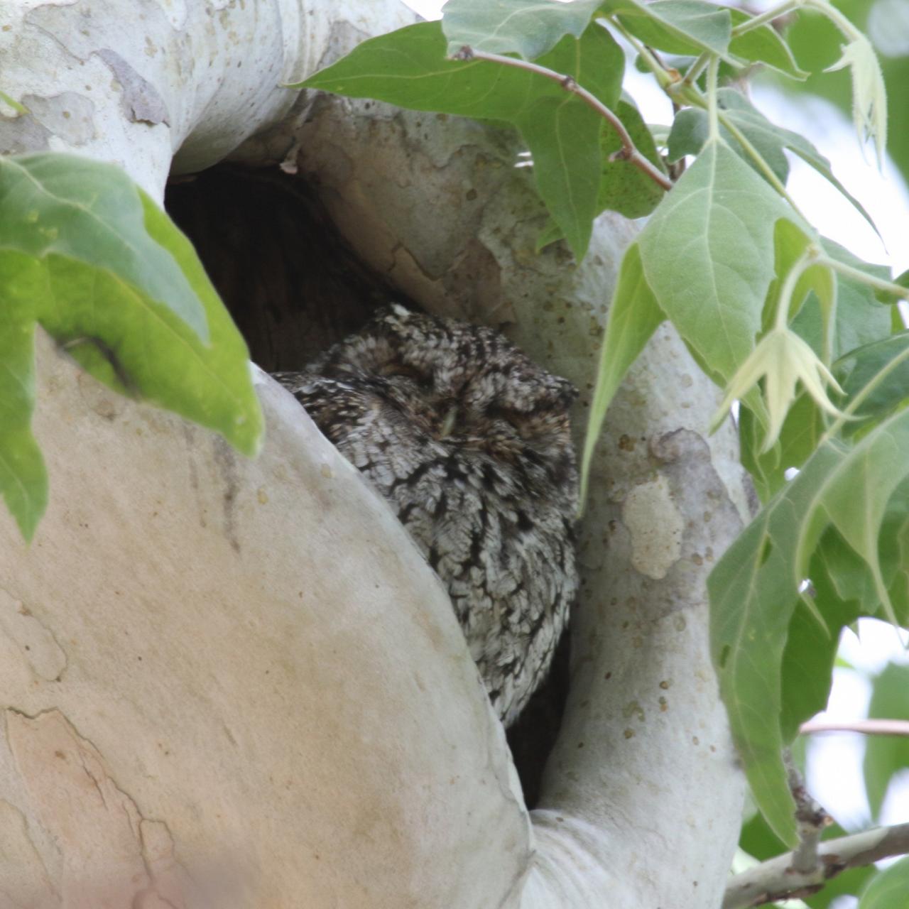 Whiskered Screech Owl, Southeast Arizona, Arizona, Arizona Nature Tour, Arizona Birding Tour, Naturalist Journeys