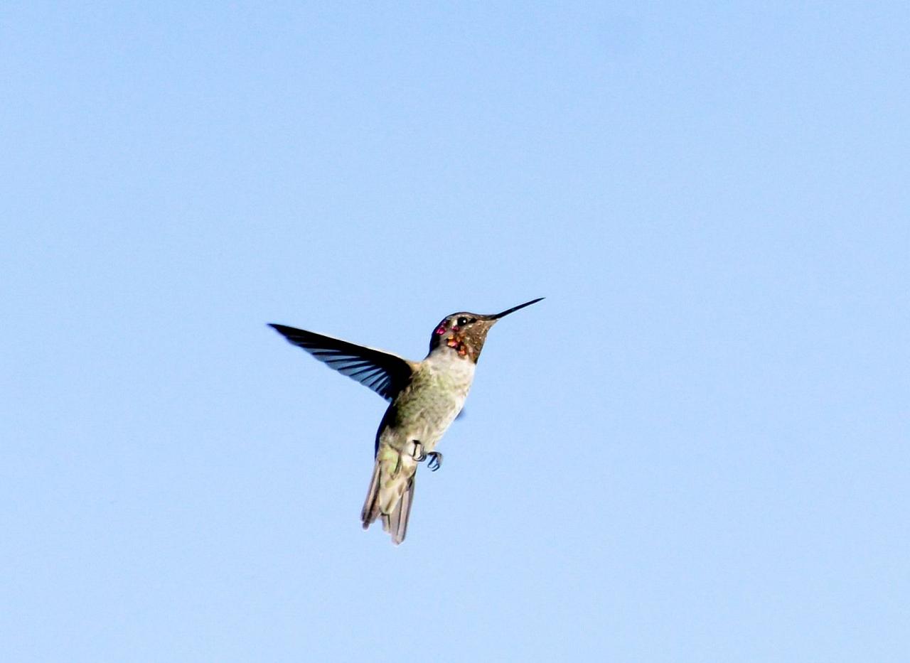 Anna's Hummingbird, Southeast Arizona, Arizona, Arizona Nature Tour, Arizona Birding Tour, Naturalist Journeys