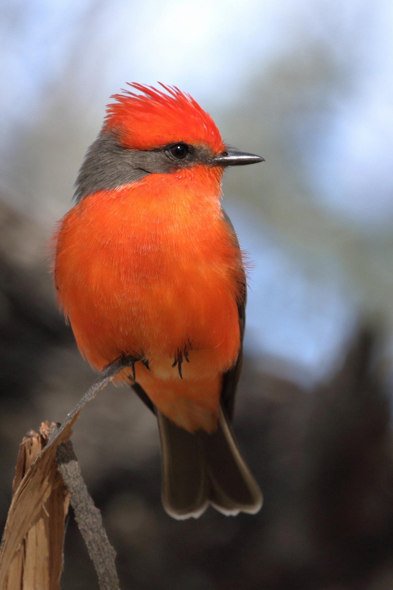 Vermillion Flycatcher, Southeast Arizona, Arizona, Arizona Nature Tour, Arizona Birding Tour, Naturalist Journeys