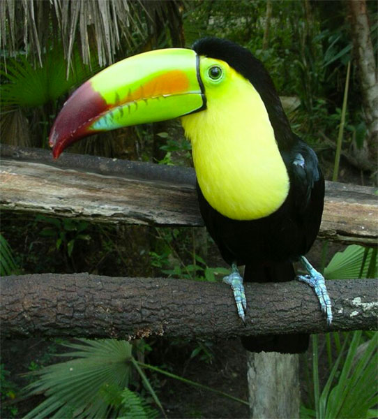 Keel-billed Toucan, Belize, Naturalist Journeys, Belize Birding Tour, Belize Nature Tour