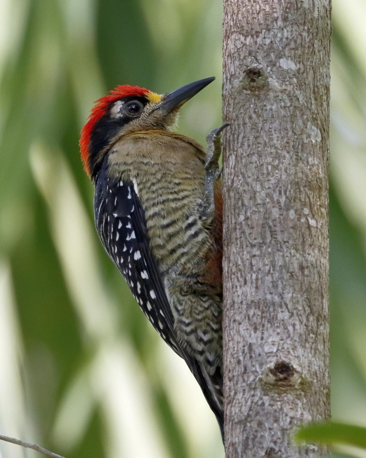 Black-cheeked Woodpecker, Belize, Belize Nature Tour, Belize Birding Tour, Naturalist Journeys