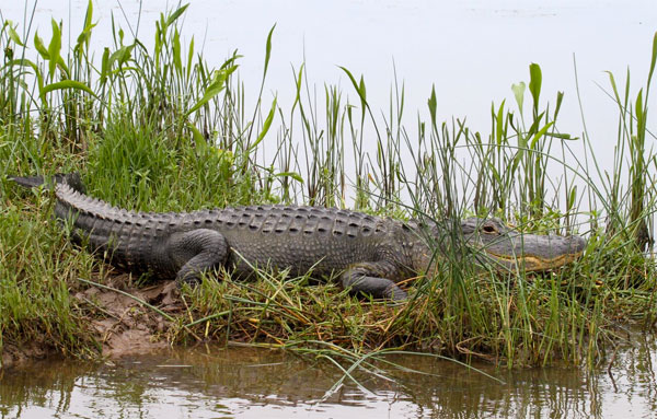 American Alligator, Alabama, Dauphin Island, Spring Migration Tour, Alabama Birding Tour, Dauphin Island Birding Tour, Migration Tour, Naturalist Journeys 