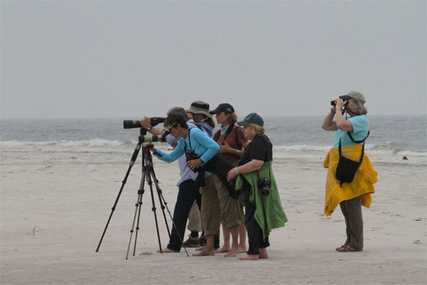 Birding Alabama, Dauphin Island, Spring Migration Tour, Alabama Birding Tour, Dauphin Island Birding Tour, Migration Tour, Naturalist Journeys