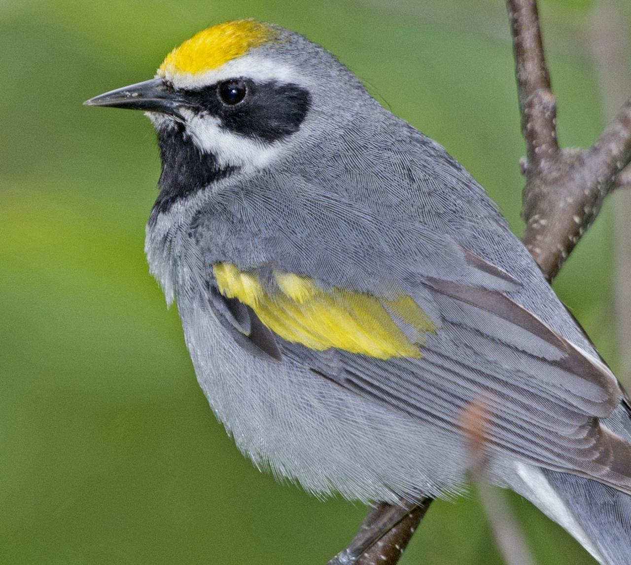 Golden-winged Warbler, Alabama, Dauphin Island, Spring Migration Tour, Alabama Birding Tour, Dauphin Island Birding Tour, Migration Tour, Naturalist Journeys