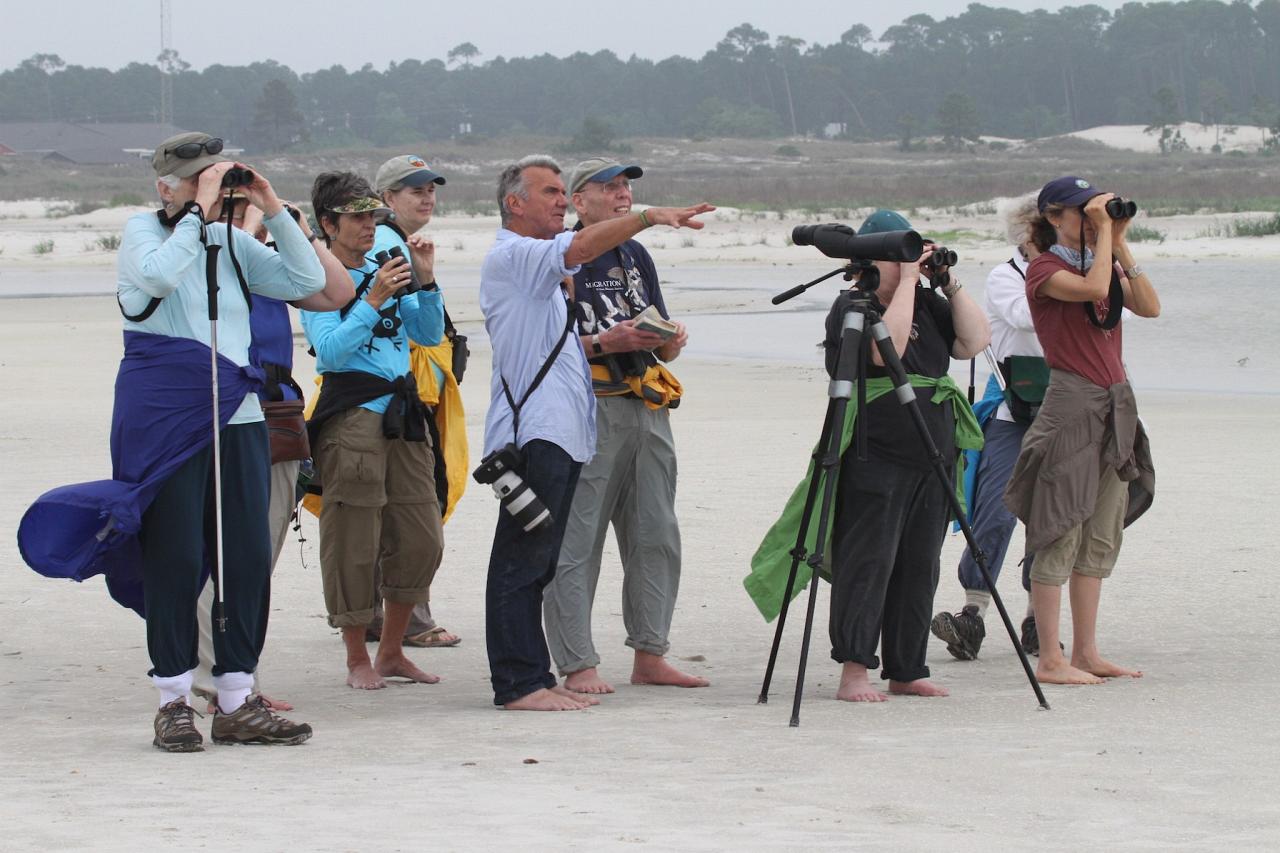 Beach Birding, Alabama, Dauphin Island, Spring Migration Tour, Alabama Birding Tour, Dauphin Island Birding Tour, Migration Tour, Naturalist Journeys