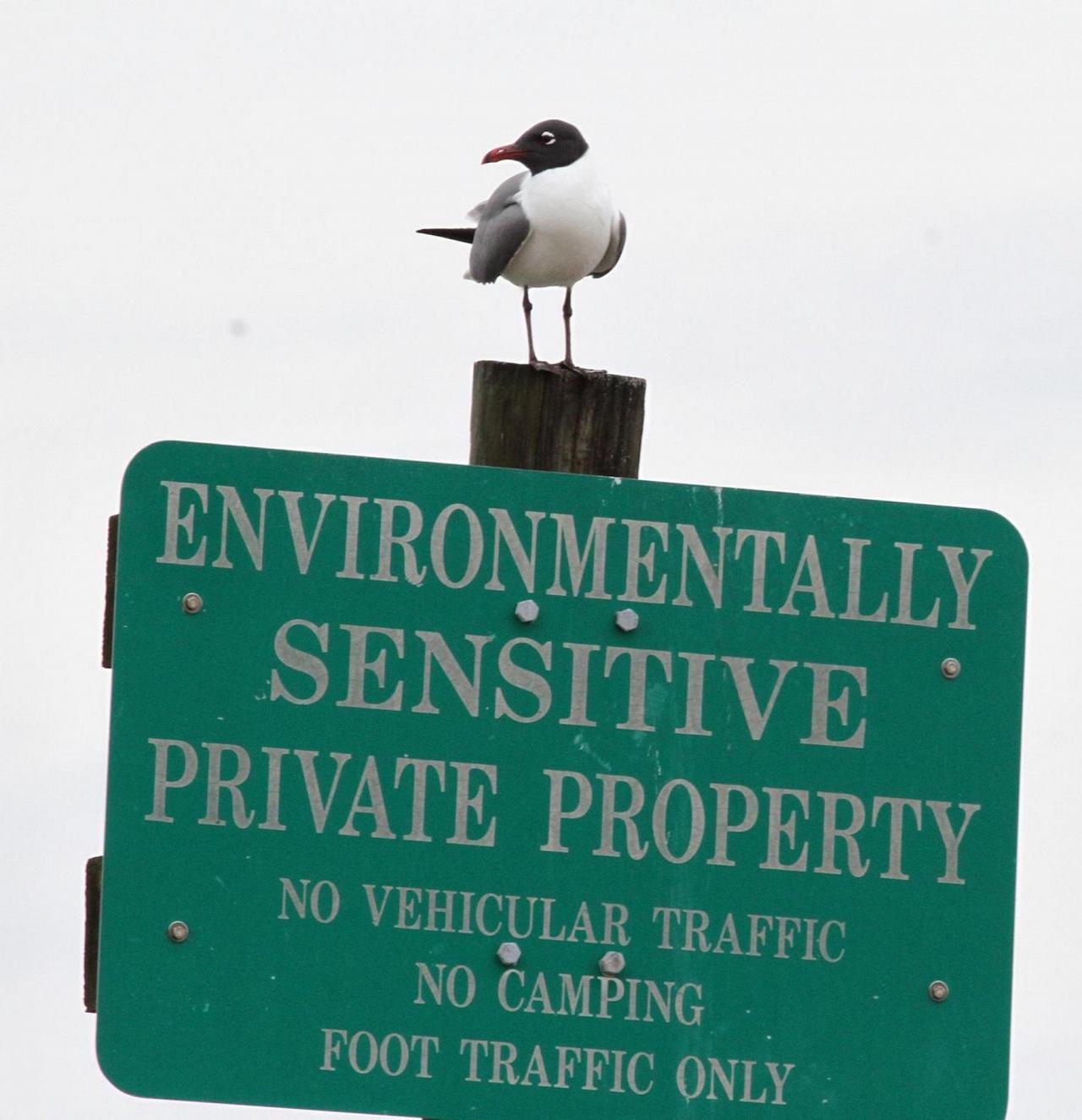 Gull, Alabama, Dauphin Island, Spring Migration Tour, Alabama Birding Tour, Dauphin Island Birding Tour, Migration Tour, Naturalist Journeys