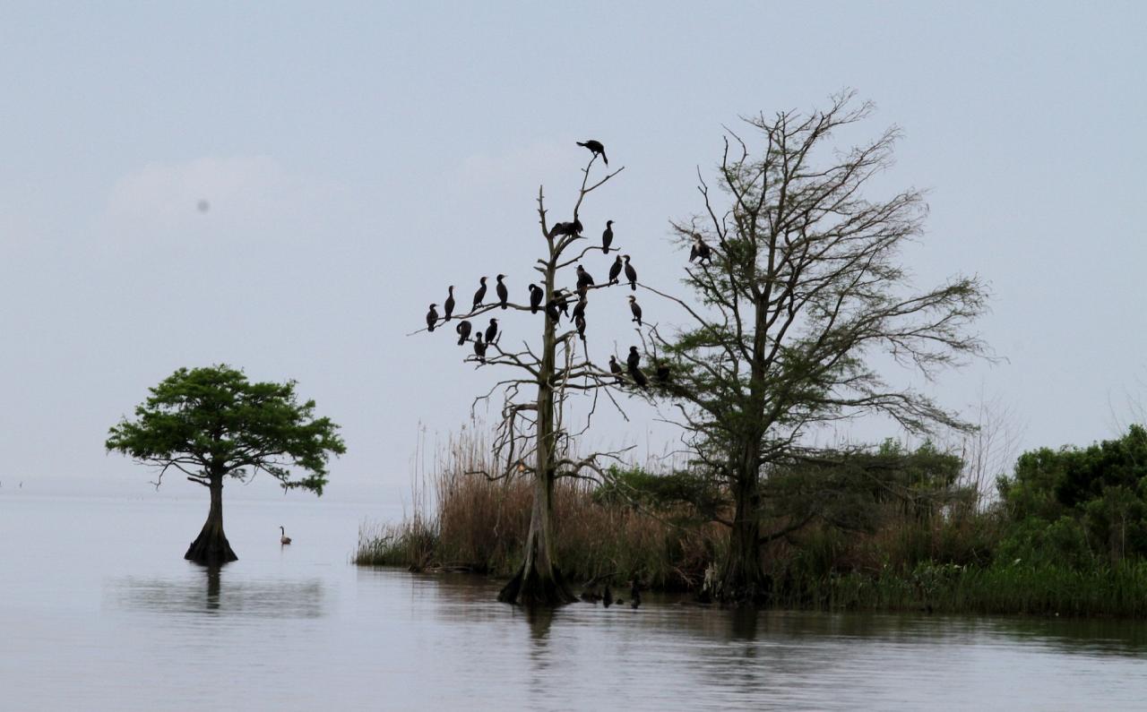 Mobile Delta, Alabama, Dauphin Island, Spring Migration Tour, Alabama Birding Tour, Dauphin Island Birding Tour, Migration Tour, Naturalist Journeys