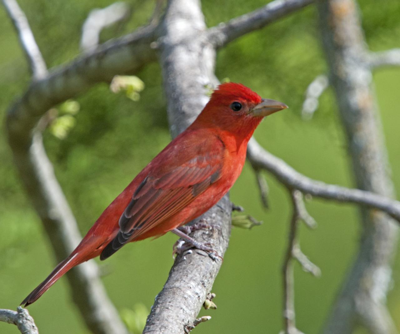 Summer Tanager, Alabama, Dauphin Island, Spring Migration Tour, Alabama Birding Tour, Dauphin Island Birding Tour, Migration Tour, Naturalist Journeys