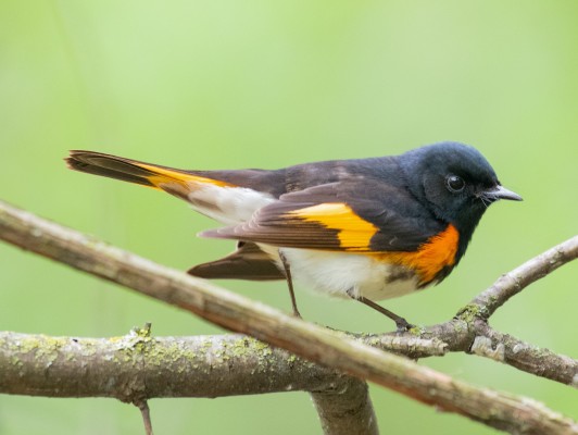 American Redstart, Alabama, Dauphin Island, Spring Migration Tour, Alabama Birding Tour, Dauphin Island Birding Tour, Migration Tour, Naturalist Journeys