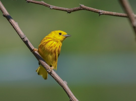 Yellow Warbler, Alabama, Dauphin Island, Spring Migration Tour, Alabama Birding Tour, Dauphin Island Birding Tour, Migration Tour, Naturalist Journeys