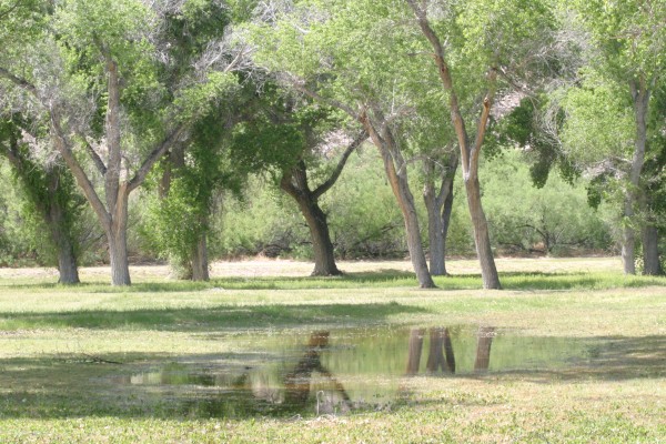 Rio Grande Village, Texas, Big Bend, Big Bend National Park, Texas Nature Tour, Texas Birding Tour, Big Bend Nature Tour, Big Bend Birding Tour, Naturalist Journeys