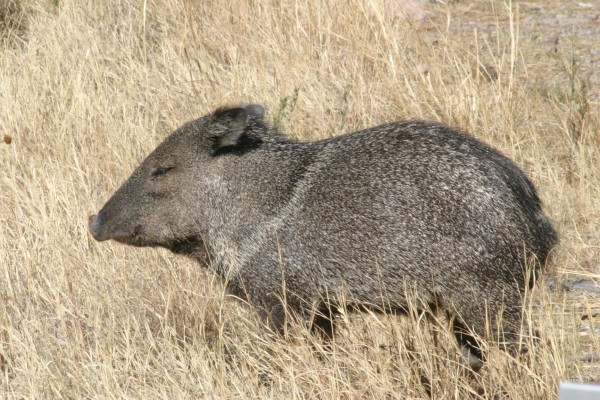Javelina, Texas, Big Bend, Big Bend National Park, Texas Nature Tour, Texas Birding Tour, Big Bend Nature Tour, Big Bend Birding Tour, Naturalist Journeys