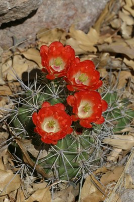 Claret Cup, Texas, Big Bend, Big Bend National Park, Texas Nature Tour, Texas Birding Tour, Big Bend Nature Tour, Big Bend Birding Tour, Naturalist Journeys