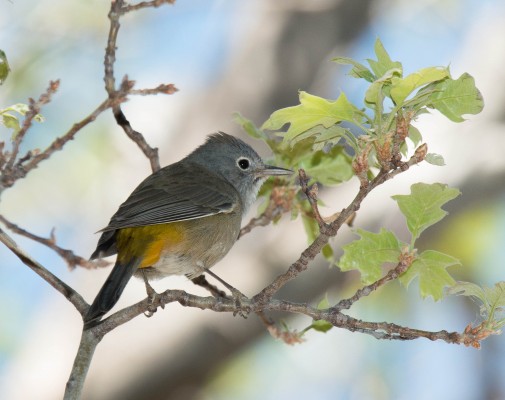 Colima Warbler, Texas, Big Bend, Big Bend National Park, Texas Nature Tour, Texas Birding Tour, Big Bend Nature Tour, Big Bend Birding Tour, Naturalist Journeys