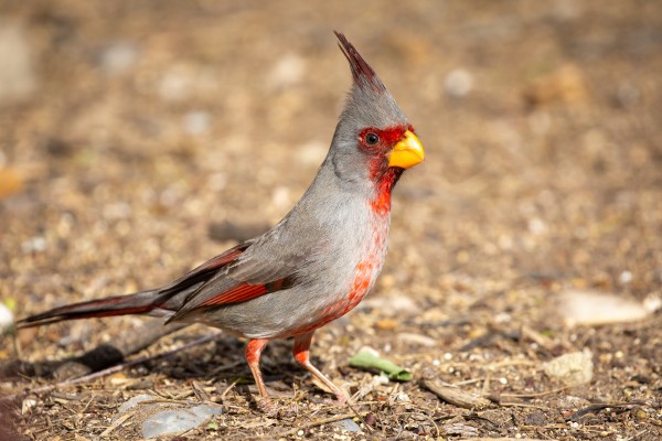 Pyrrhuloxia, Texas, Big Bend, Big Bend National Park, Texas Nature Tour, Texas Birding Tour, Big Bend Nature Tour, Big Bend Birding Tour, Naturalist Journeys