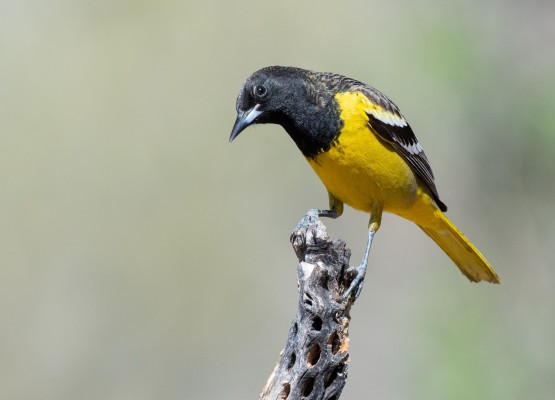 Scott's Oriole, Texas, Big Bend, Big Bend National Park, Texas Nature Tour, Texas Birding Tour, Big Bend Nature Tour, Big Bend Birding Tour, Naturalist Journeys