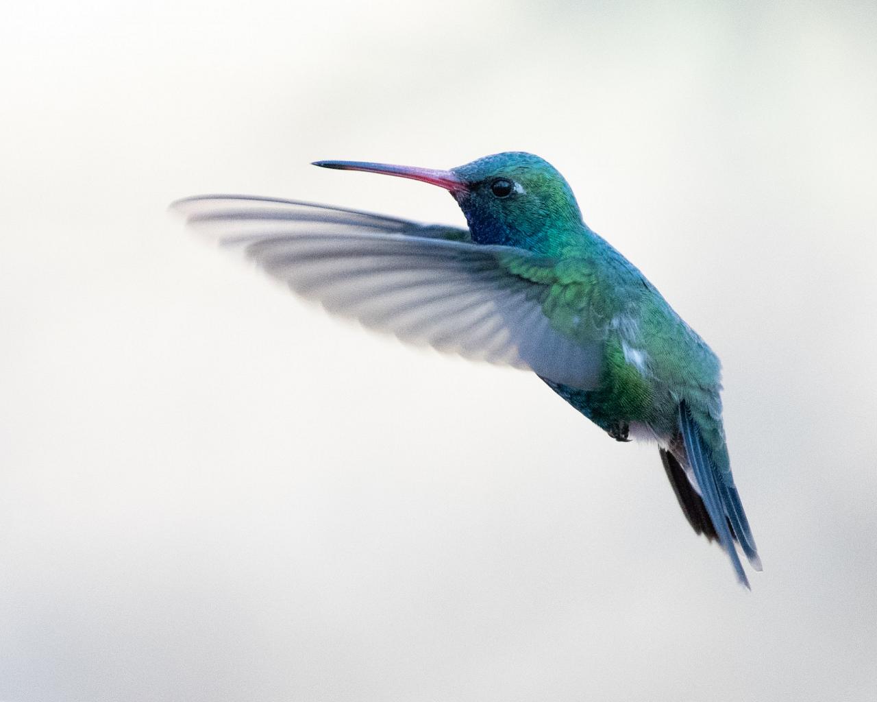 Broad-billed Hummingbird, Arizona, Arizona Nature Tour, Arizona Birding Tour, Naturalist Journeys