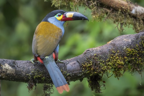 Plate-billed Mountain-Toucan, Ecuador, Ecuador Bird Photography Tour, Ecuador Nature Photography Tour, Bird Photography Tour, Nature Photography Tour, Naturalist Journeys