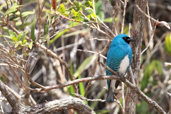 Swallow Tanager, Ecuador, Ecuador Bird Photography Tour, Ecuador Nature Photography Tour, Bird Photography Tour, Nature Photography Tour, Naturalist Journeys