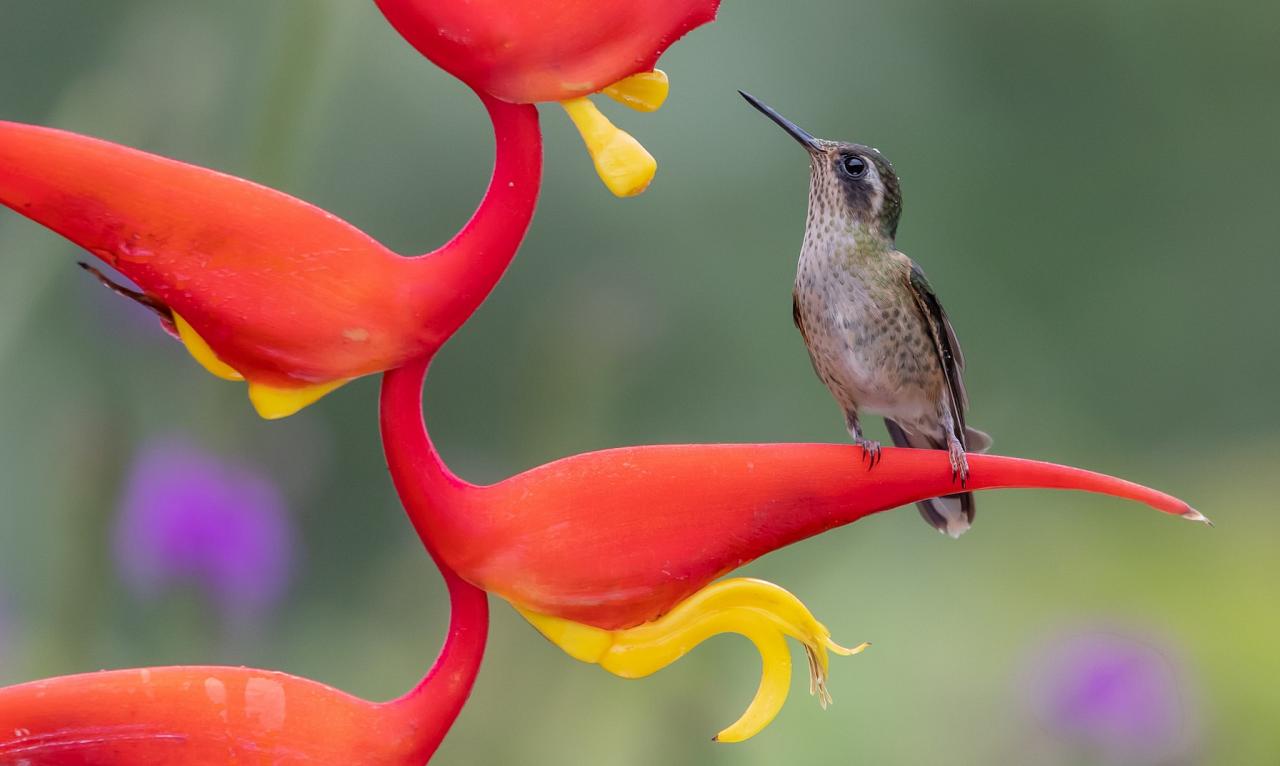 Speckled Hummingbird, Ecuador, Ecuador Bird Photography Tour, Ecuador Nature Photography Tour, Bird Photography Tour, Nature Photography Tour, Naturalist Journeys
