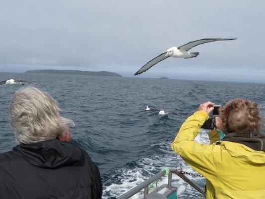 Pelagic, New Zealand, New Zealand Nature Tour, Naturalist Journeys
