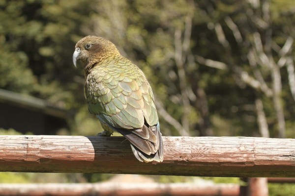 Kea, New Zealand, New Zealand Nature Tour, Naturalist Journeys 