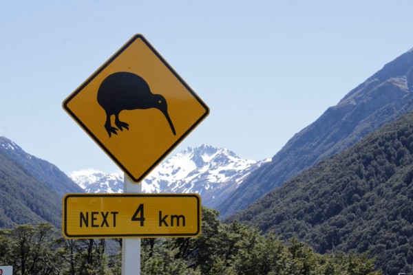 Kiwi, New Zealand, New Zealand Nature Tour, Naturalist Journeys 