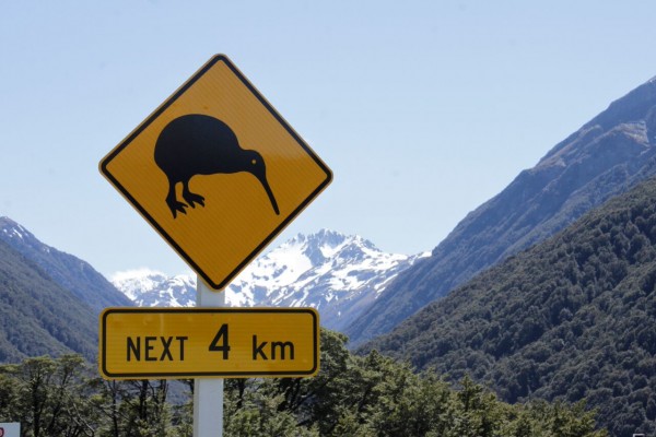 Kiwi, New Zealand, New Zealand Nature Tour, Naturalist Journeys