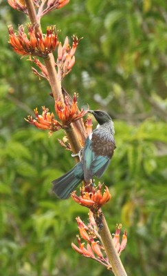 Tui, New Zealand, Naturalist Journeys, New Zealand Nature Tour, New Zealand Birding Tour