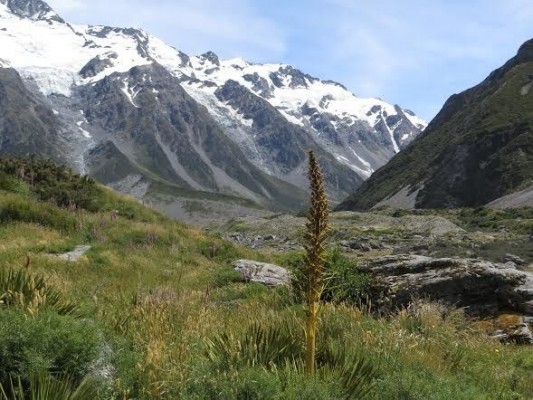 Wild Spaniard Alpine, Mount Cook National Park, New Zealand, Naturalist Journeys, New Zealand Nature Tour, New Zealand Birding Tour 
