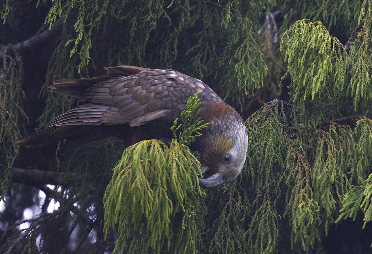 Kaka, New Zealand, New Zealand Nature Tour, New Zealand Birding Tour, New Zealand Wildlife Tour, Naturalist Journeys
