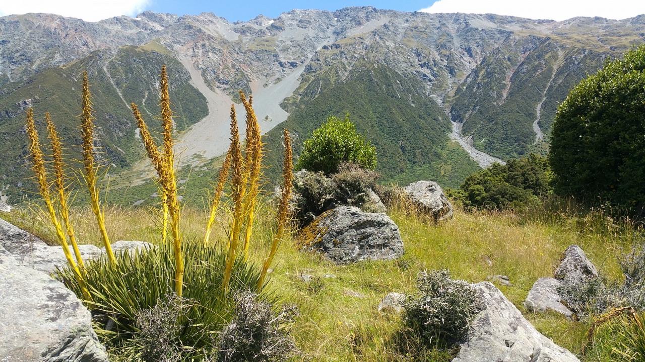 Spanish Grass, New Zealand, New Zealand Nature Tour, New Zealand Birding Tour, New Zealand Wildlife Tour, Naturalist Journeys