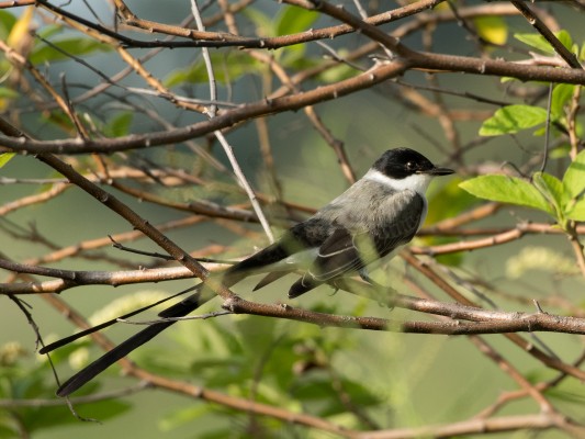 Fork-tailed Flycatcher, Guatemala, Guatemala Nature Trip, Guatemala Birding Trip, Tikal Nature Tour, Tikal Birding Tour, Naturalist Journeys