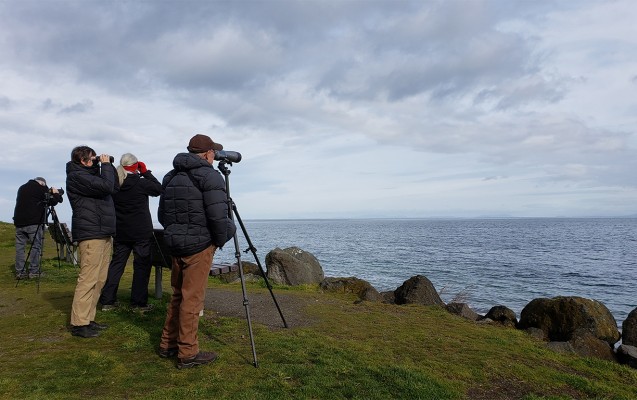 Birding Rosario Head, Washington Winter Birding Tour, Skagit Valley Birding Tour, Naturalist Journeys