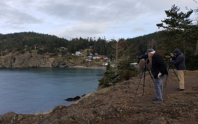 Birding Rosario Head, Washington Winter Birding Tour, Skagit Valley Birding Tour, Naturalist Journeys