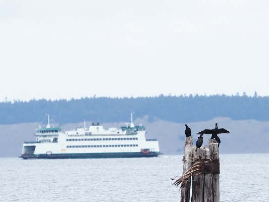 Brandt's Cormorant, Washington Winter Birding Tour, Skagit Valley Birding Tour, Naturalist Journeys