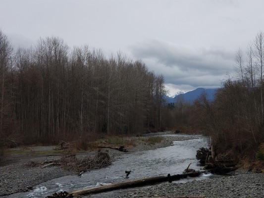 Dungeness River, Washington Winter Birding Tour, Skagit Valley Birding Tour, Naturalist Journeys