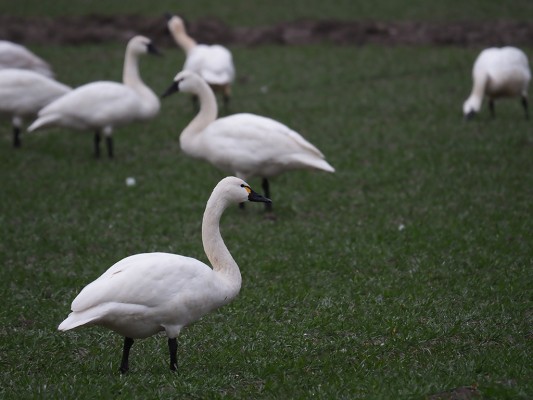 Trumpeter Swan, Washington Winter Birding Tour, Skagit Valley Birding Tour, Naturalist Journeys