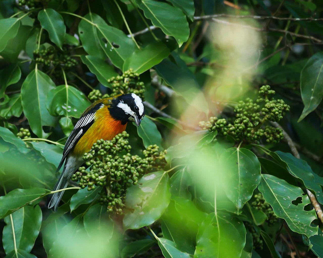 Jamaican Spindalis, Jamaica Birding Tour, Naturalist Journeys, Jamaican Endemics, Jamaica Wildlife, Caribbean Birding