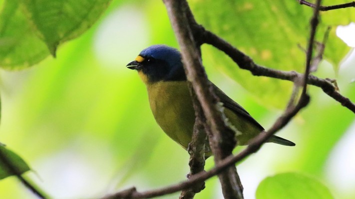 Lesser Antillean Euphonia, Lesser Antilles Birding Tour, Naturalist Journeys, Lesser Antilles Endemics, Lesser Antilles Wildlife, Caribbean Birding