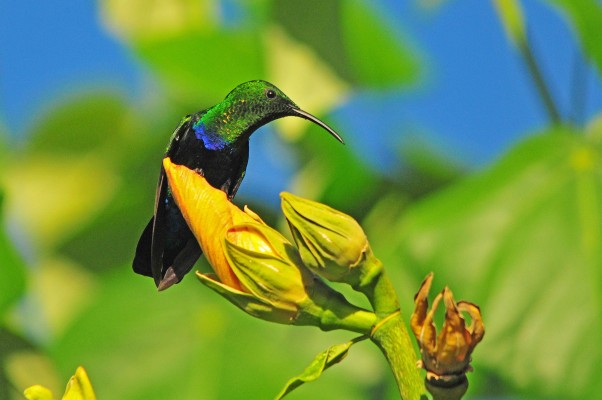 Green-throated Carib, Lesser Antilles Birding Tour, Naturalist Journeys, Lesser Antilles Endemics, Lesser Antilles Wildlife, Caribbean Birding