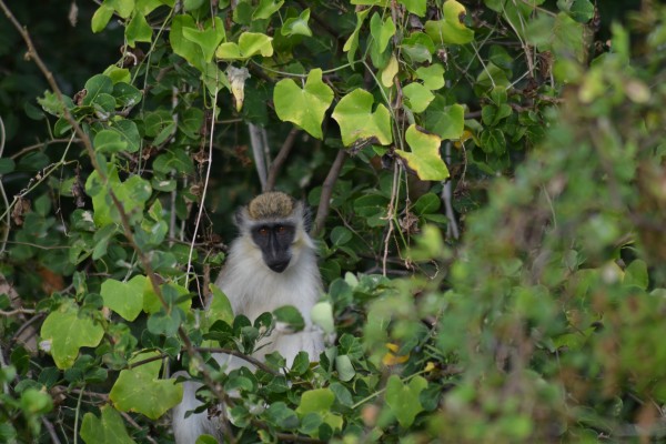 Barbados Green Monkey, Lesser Antilles Birding Tour, Naturalist Journeys, Lesser Antilles Endemics, Lesser Antilles Wildlife, Caribbean Birding