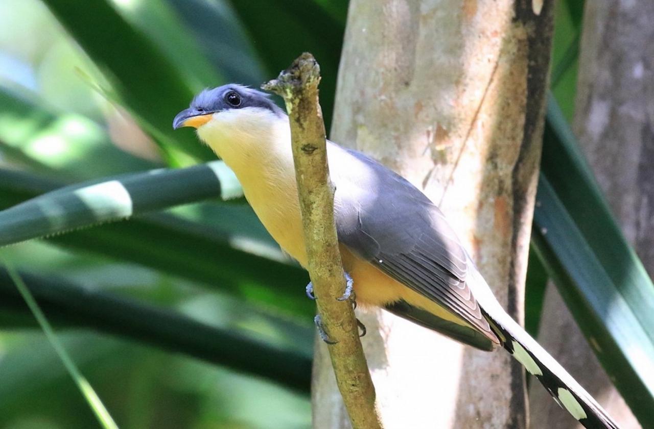 Mangrove Cuckoo, Lesser Antilles Birding Tour, Naturalist Journeys, Lesser Antilles Endemics, Lesser Antilles Wildlife, Caribbean Birding