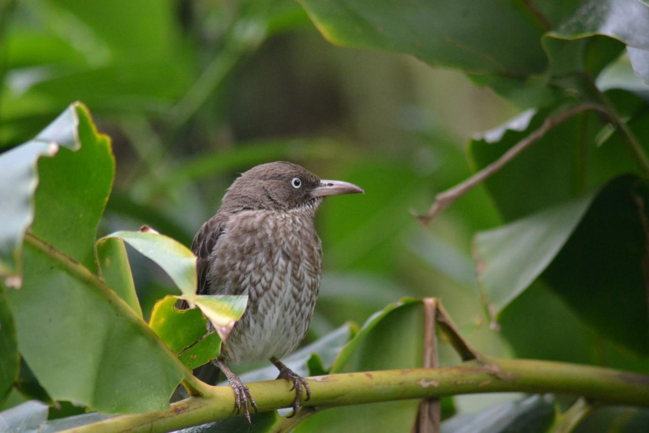 Pearly-eyed Thrasher, Lesser Antilles Birding Tour, Naturalist Journeys, Lesser Antilles Endemics, Lesser Antilles Wildlife, Caribbean Birding