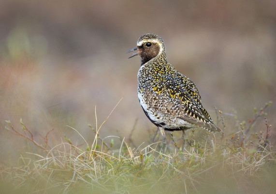 Golden Plover, Iceland Birding Tour, Iceland Nature Tour, Iceland Wildlife Tour, Naturalist Journeys