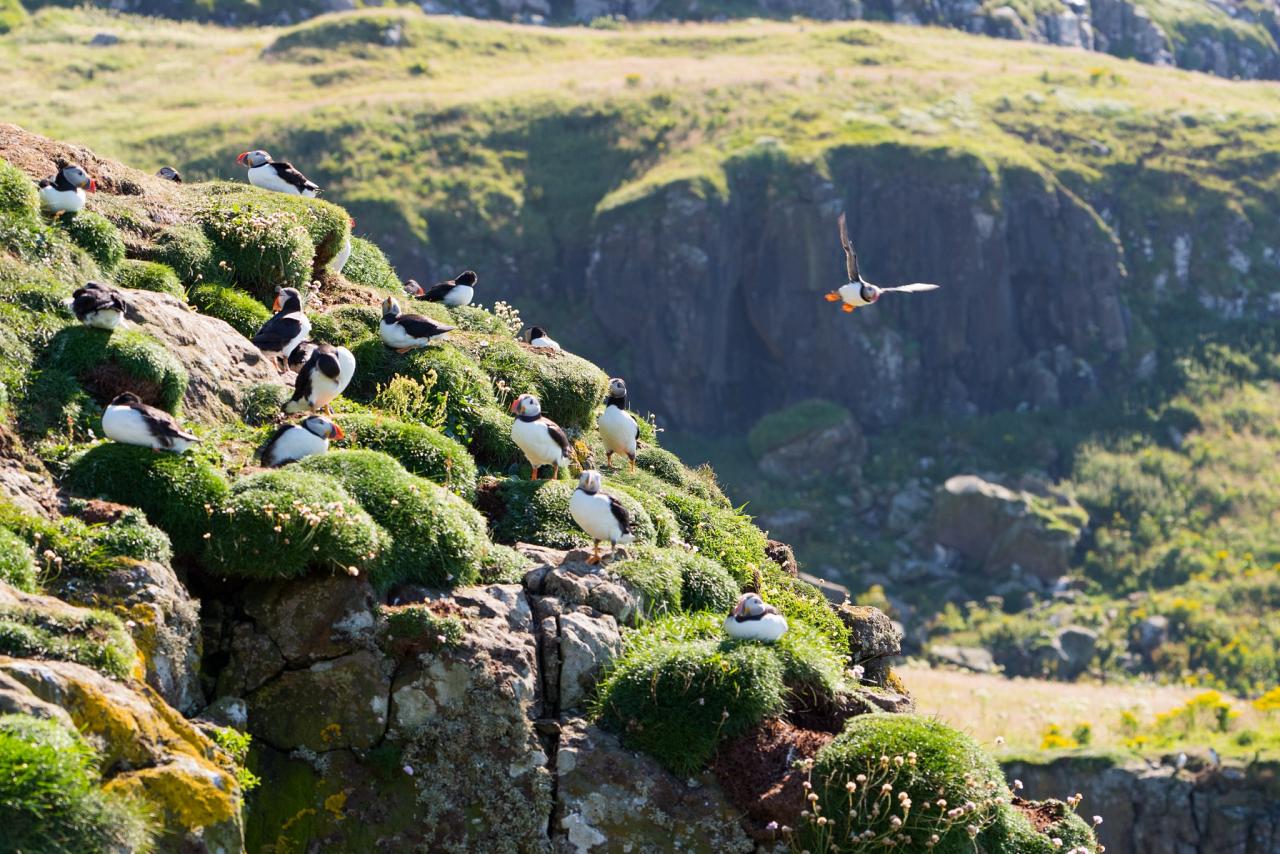 Atlantic Puffins, Iceland, Iceland Birding Tour, Iceland Nature Tour, Iceland Wildlife Tour, Naturalist Journeys