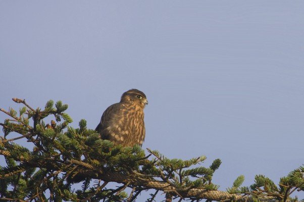 Merlin, Iceland, Iceland Birding Tour, Iceland Nature Tour, Iceland Wildlife Tour, Naturalist Journeys