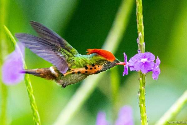 Tufted Coquette, Trinidad, Trinidad & Tobago, Trinidad Birding Tour, Trinidad Birding & Nature, Naturalist Journeys, Caligo Ventures, Tobago Birding, Tobago Birding & nature