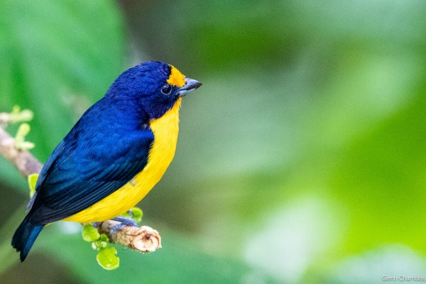Violaceous Euphonia, Trinidad, Trinidad & Tobago, Trinidad Birding Tour, Trinidad Birding & Nature, Naturalist Journeys, Caligo Ventures, Tobago Birding, Tobago Birding & nature